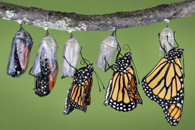 Teachers as Butterflies