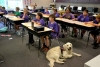 Bringing a Dog to School