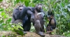 Chimpanzees ‘talk’ just like humans. It’s time to realise how similar we are.