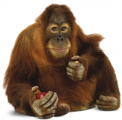 An orangutan called Rocky could hold the secret to the origin of language