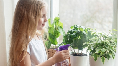 10 Best Plants for the Classroom