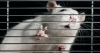 Study shows how brain combines subtle sensory signals to take notice