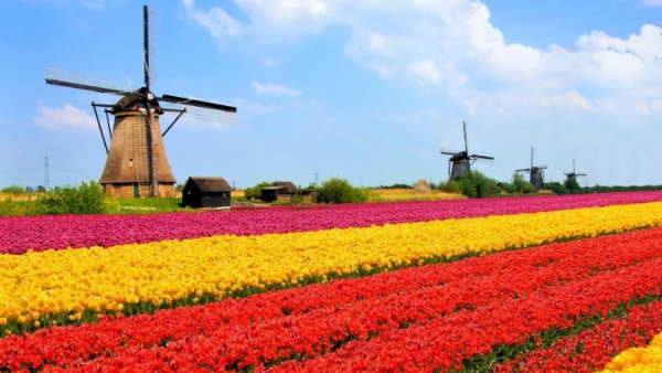 The Netherlands: mobilisation of education unionists for quality primary education