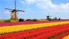 The Netherlands: mobilisation of education unionists for quality primary education
